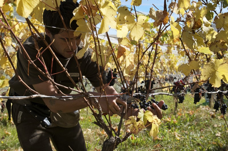 Pinot Noir Day 2025 Picking Pinot Noir