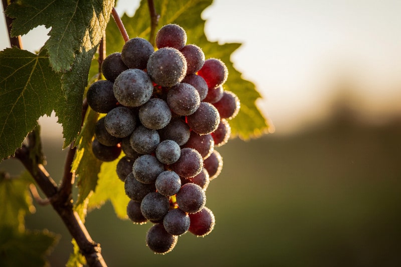 Pinot Noir Day 2025 Pinot Noir Grape
